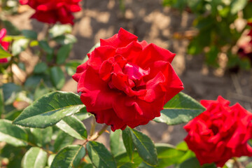 a mass of red roses in bloom background for a card for a beloved woman for international women's day