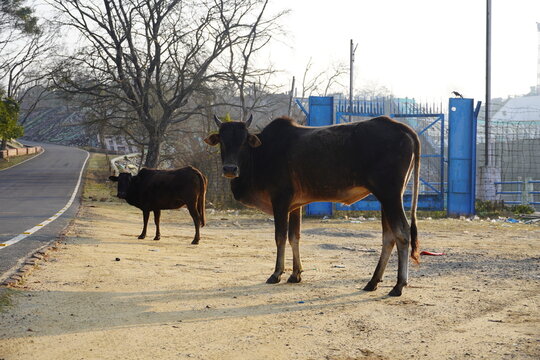 Group of indian cow with her mother image