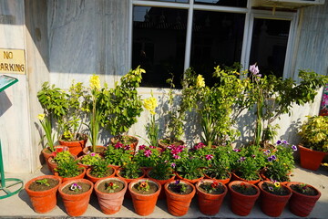 garden and plant nursery image HD