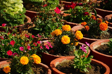 Fototapeta na wymiar garden and plant nursery image HD