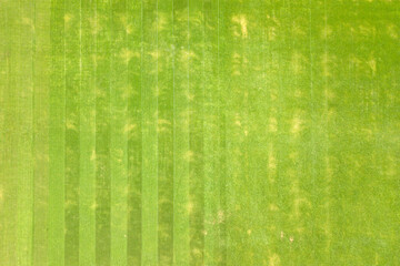 Close up aerial view of surface of green freshly cut grass on football stadium in summer