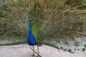 Obraz premium Standing Indian peacock, Pavo cristatus, showing the splendor of its tail feathers.