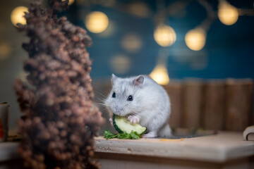 cute dsungarian hamster