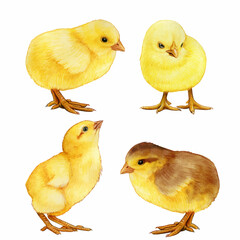 set of chicken © angela0982