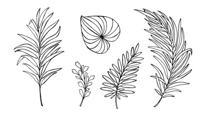 Set of tropical leaves on a white background. Hand drawn botanical art. Ink line drawn tropical leaf. vector contour of plants
