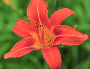 Rusty red flower bloom of a Day lily in the backyard garden