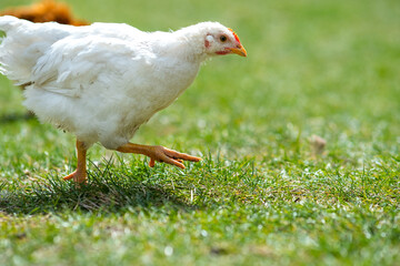 Hen feed on traditional rural barnyard. Close up of chicken standing on barn yard with green grass. Free range poultry farming concept.