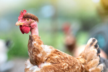 Hens feeding on traditional rural barnyard. Close up of chicken on barn yard. Free range poultry farming concept.
