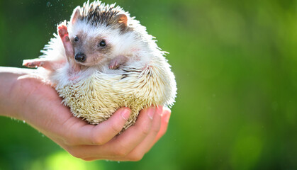 Human hands holding little african hedgehog pet outdoors on summer day. Keeping domestic animals and caring for pets concept