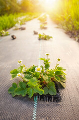 Wild strawberry in blossom on an organic farm field patch covered with agrotextile (fabric mulch...