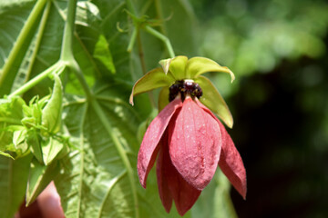 Abroma augustum plant's flowers. Abroma augusta medicinal plant flora.