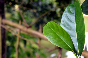 Green Jackfruit leaves in nature.