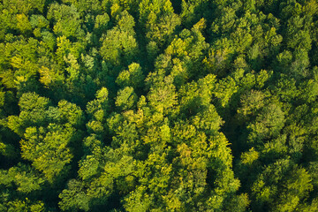 Naklejka premium Top down flat aerial view of dark lush forest with green trees canopies in summer