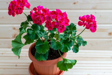 Top picture of a pot with a geranium with pink flowers, beautifully contrasted with the green of the leaves, photographed in the house on the wooden floor