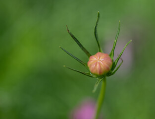 Close up of a flower bud green background