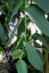 Forest plant's flowers and leaves. Green nature on dark background. 