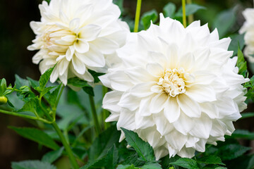 White Dahlia flowers in garden. Beautiful dahlia flower over blurred green background. Flowering background of bloom white dahlia in summer in flower garden. Floral background