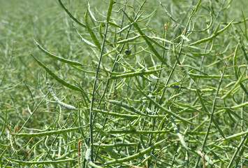 On the plant are pods winter crops of rape
