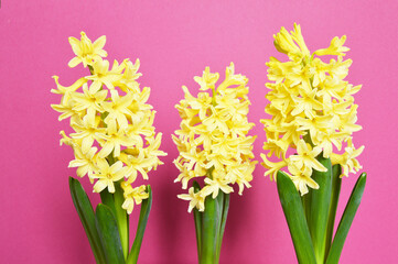 Yellow hyacinth flowers on a pink background