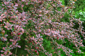 Purple barberry bush