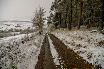 A rough, snowy lane running through woodland in Weardale, the North Pennines, County Durham, UK