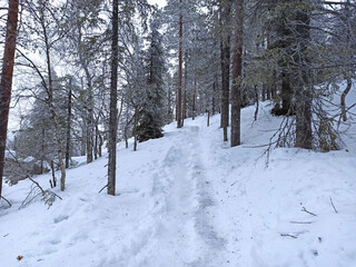 ein kleiner schmaler Wanderweg im Wald bei Levi in Finnland