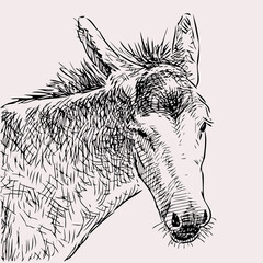 Hand drawing of head sad  domestic donkey