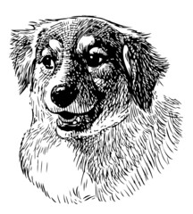 Hand drawing of portrait cute domestic dog