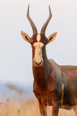 Blesbok Ram, Addo Elephant National Park