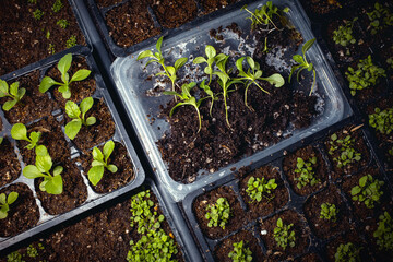 gardener summer resident has prepared young seedlings of aster flowers for picking, transplanting from small pots into large ones.