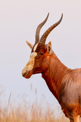 Blesbok Ram, Addo Elephant National Park