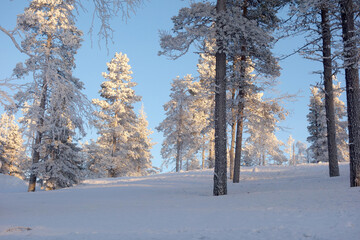 wunderschöne Winterlandschaft mit schneebedeckten Bäumen bei Levi in Finnland