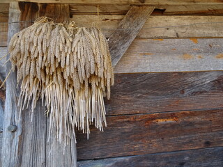 old wooden barn with weeds hanging and drying in france