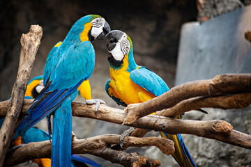 Macaw parrots in the Chiang Mai Zoo, Thailand