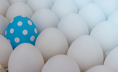 Box of white eggs with one blue Easter egg, Easter eggs. Background.