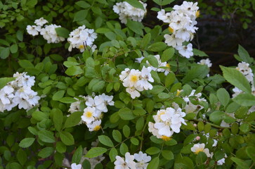 An amazing closeup shot of a beautiful Multiflora rose