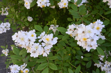 Naklejka premium An amazing closeup shot of a beautiful Multiflora rose