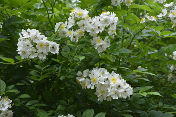 An amazing closeup shot of a beautiful Multiflora rose