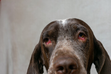perro con enfermedad en los ojos, irritación, conjuntivitis y parpados descolgados ,primer plano de los ojos .