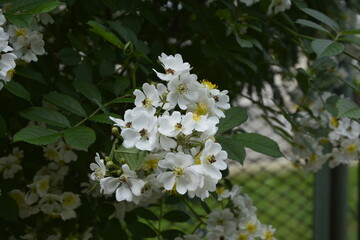 An amazing closeup shot of a beautiful Multiflora rose
