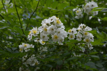 An amazing closeup shot of a beautiful Multiflora rose