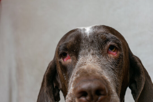 perro con enfermedad en los ojos, irritaci&oacute;n, conjuntivitis y parpados descolgados ,primer plano de los ojos .