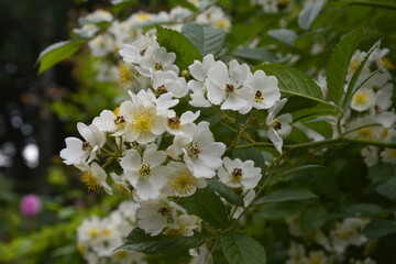 An amazing closeup shot of a beautiful Multiflora rose