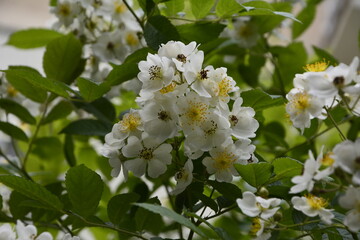 An amazing closeup shot of a beautiful Multiflora rose