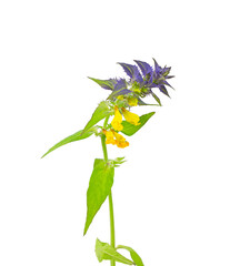 Melampyrum nemorosum isolated on a white background