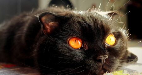 Black beautiful cat with orange eyes close-up macro photo selective focus, pets.