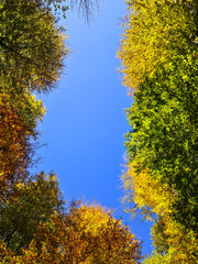 Fototapeta premium The sky is surrounded by colorful tree leaves.
