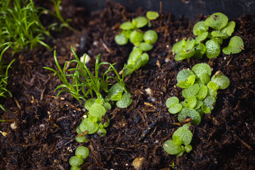 young shoots of succulent 