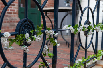 black iron fence with white flowers
