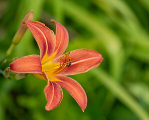 orange lily in the garden